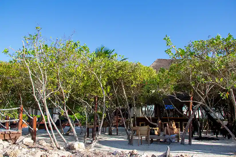 Der Strandclub Agua de Coco auf Isla Holbox mit Mangrovenbäumen und Sträuchern.