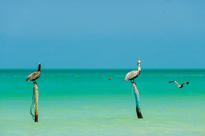 Drei Pelikane sitzen an der Küste von Isla Holbox und repräsentieren die intakte Natur der Insel.